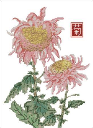 (image for) Japanese Chrysanthemum Pink